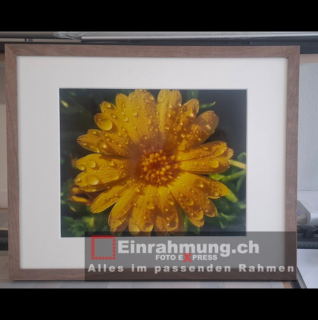 Echtholz Rahamen Nussbaum natur mit UV70 Antireflex-Gla